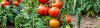 plants de tomates en pleine terre