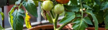 Un plant de tomates en pot sur un balcon