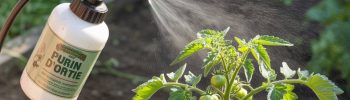 Pulvérisation de purin d'ortie sur de jeunes plants de tomates