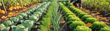 potager avec des légumes d'hiver : carottes, poireaux, choux, légumes feuilles