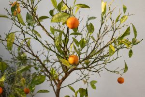 Oranger avec des oranges